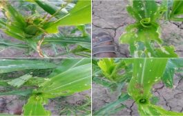حشرات ضارة تتلف نباتات الذرة ﻓﻲ مناطق المسيمير
