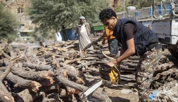 بديلاً عن الغاز الوقود.. في اليمن الأشجار مصدر طاقة