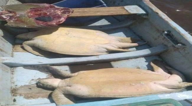 خطر الانقراض يهدد السلاحف في محمية خورعميرة بلحج