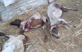 يعد الهجوم الثاني .. مزارع يخسر 18 رأس من اغنامه في لحج بسبب حيوان غامض