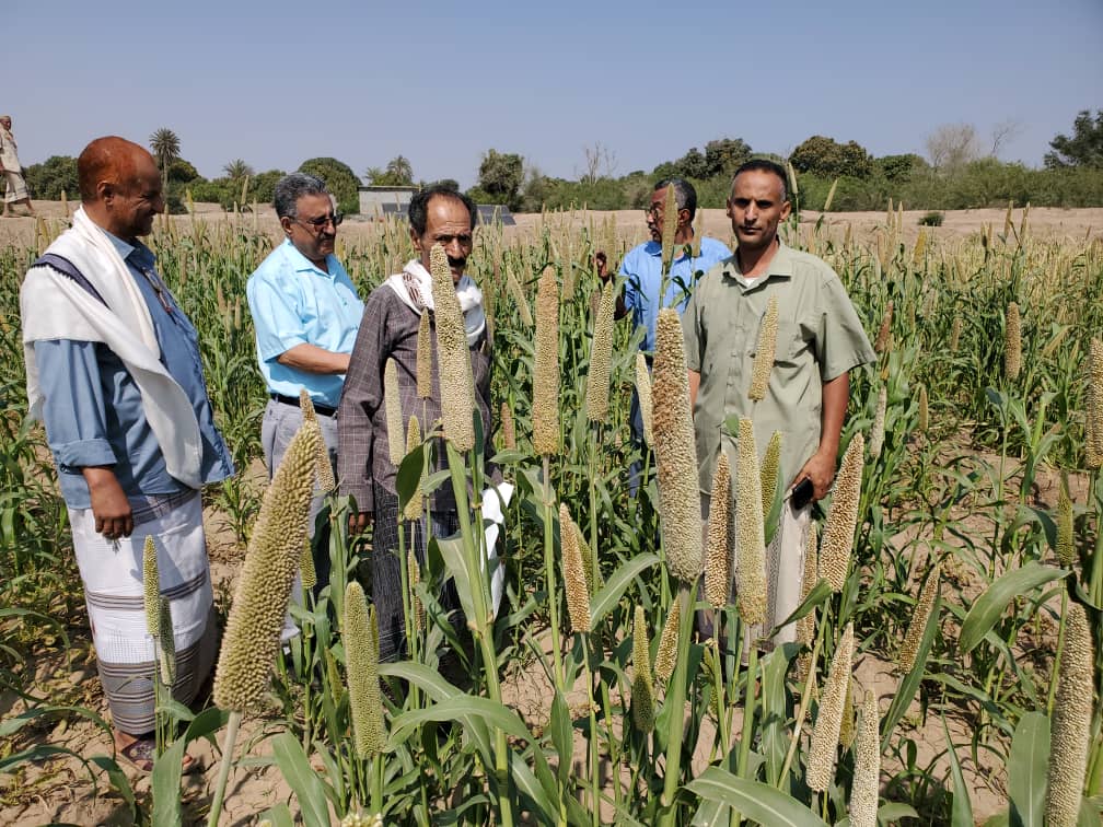 وكيل وزارة الزراعة يتفقد مزرعة القمح بمنطقة الخداد بلحج