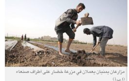 الحوثيون يصادرون الأراضي في إب ويمنحونها لعناصرهم