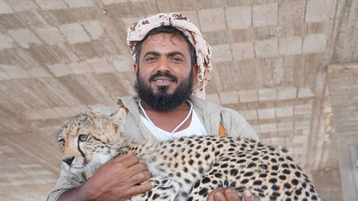 شاب من محافظة لحج يربي عدد من الفهود العربية