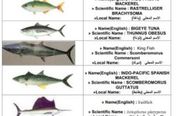 تعرف على قائمة باصناف الأسماك الممنوع تصديرها والمتاحة للسوق المحلية