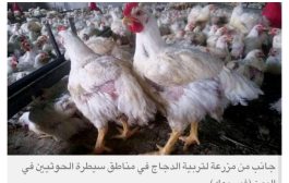 جبايات الانقلابيين الحوثيين في اليمن ترفع أسعار الدجاج بنسبة 30 %