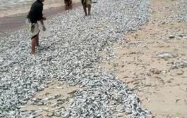 ظاهرة نفوق الأسماك تضرب من جديد سواحل اليمن