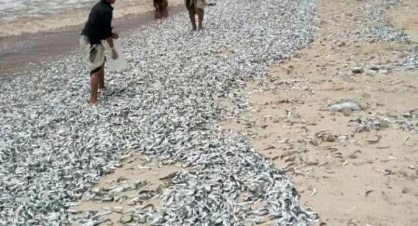 ظاهرة نفوق الأسماك تضرب من جديد سواحل اليمن