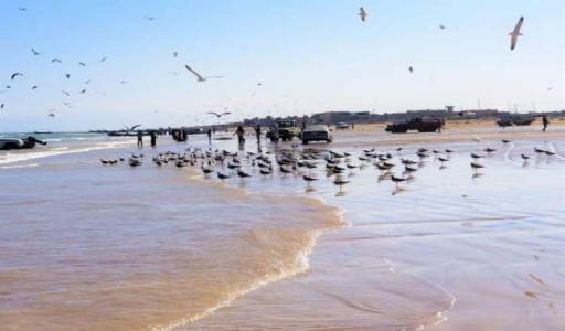 هيئة المصائد السمكية بالمهرة توضح سبب نفوق آلاف الأسماك