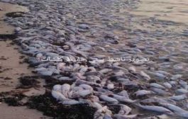 نفوق عدد من الأسماك في شواطئ محافظة المهرة