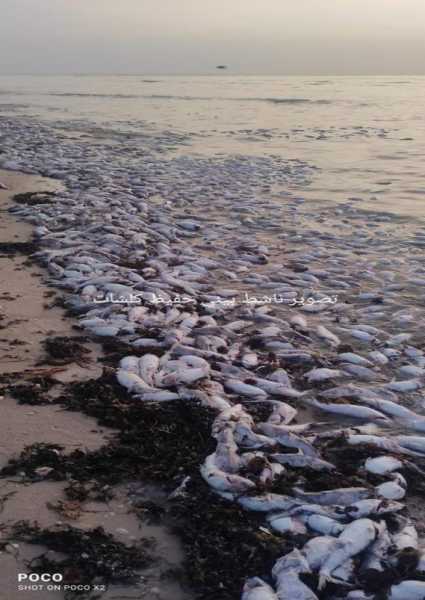 نفوق عدد من الأسماك في شواطئ محافظة المهرة