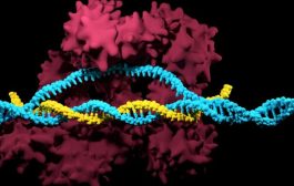 اكتشاف هام حول أداة شهيرة لتحرير الجينات