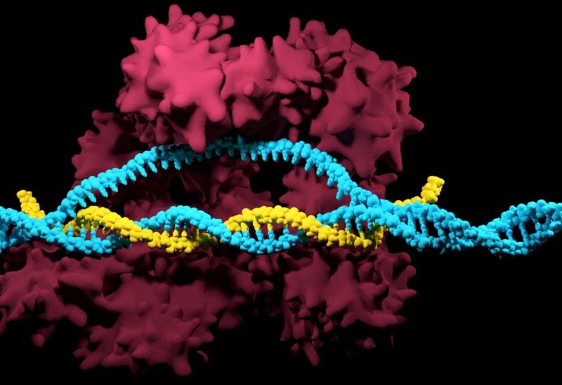 اكتشاف هام حول أداة شهيرة لتحرير الجينات