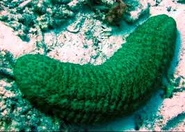 اجتماع في سقطرى يقر ايقاف اصطياد خيار البحر والاحياء البحرية