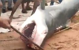 بعد حادث السائح الروسي.. مصر تدرس سلوك أسماك القرش في البحر الأحمر