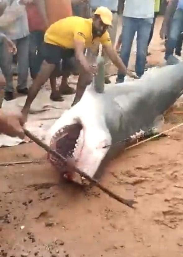 بعد حادث السائح الروسي.. مصر تدرس سلوك أسماك القرش في البحر الأحمر