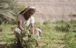 تقرير أمريكي: أزمة المناخ تدفع القطاع الزراعي في اليمن نحو الانهيار