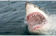 بعد تشريح القرش القاتل.. خبير يكشف 3 أسباب للهجوم على السائح الروسي
