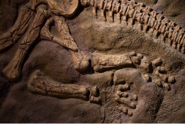 المغرب.. العثور على بقايا الديناصور الأكثر فتكاً انقرضت منذ 66 مليون عام