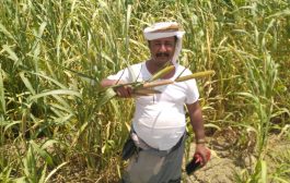 مزارعون في تبن بلحج يعيدوا زراعة محصول الذرة