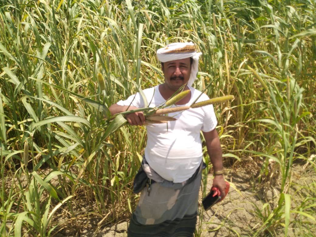 مزارعون في تبن بلحج يعيدوا زراعة محصول الذرة