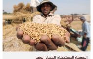 مصر تستعين بالإمارات لمواجهة أزمة نقص القمح في صوامعها