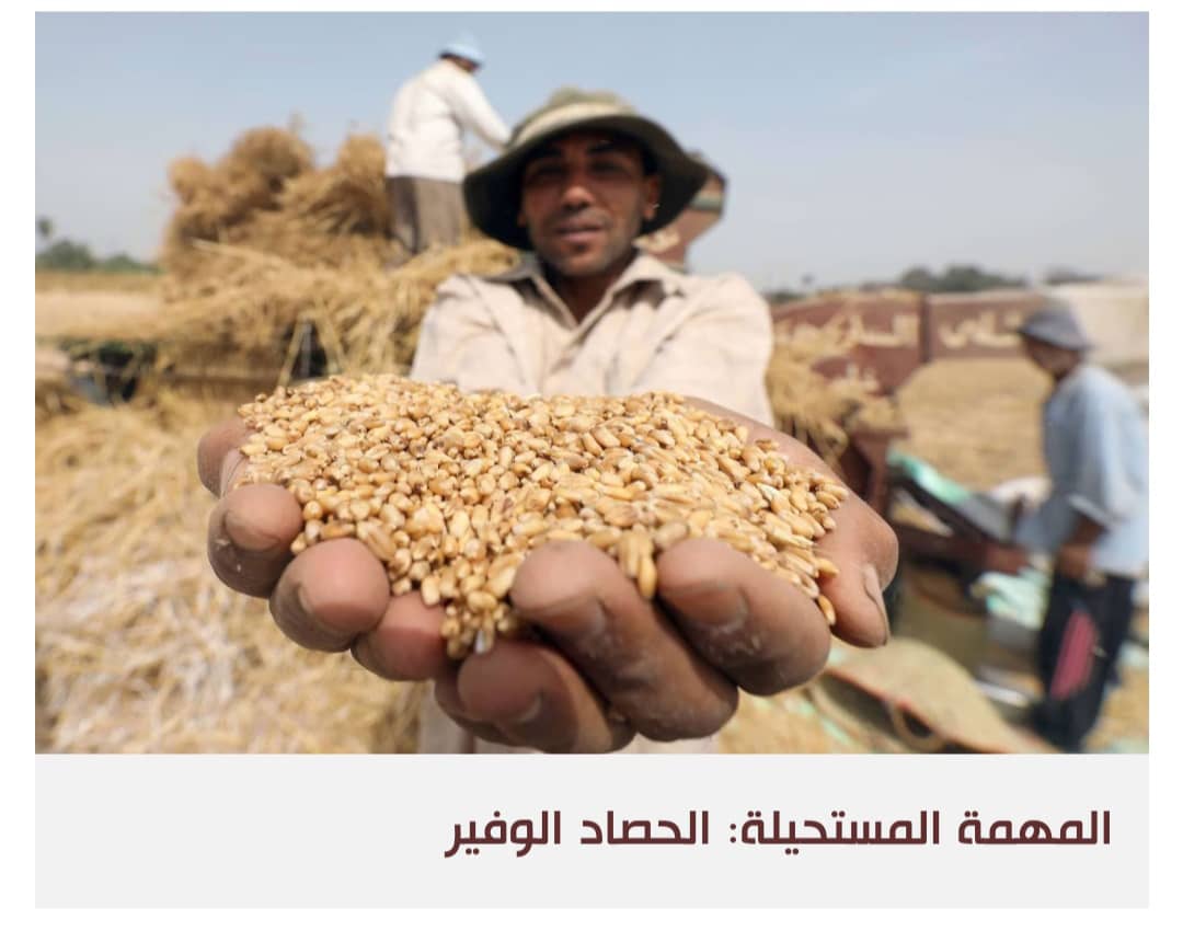 مصر تستعين بالإمارات لمواجهة أزمة نقص القمح في صوامعها