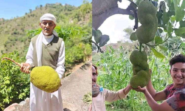 مزارعون يمنيون يتمكنون من زراعة فاكهة نادرة بتعز