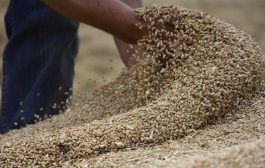 مقابل نقلها إلى اليمن .. برلماني يكشف عن تنازل الحكومة بنصف شحنة مساعدات بولندية من مادة القمح
