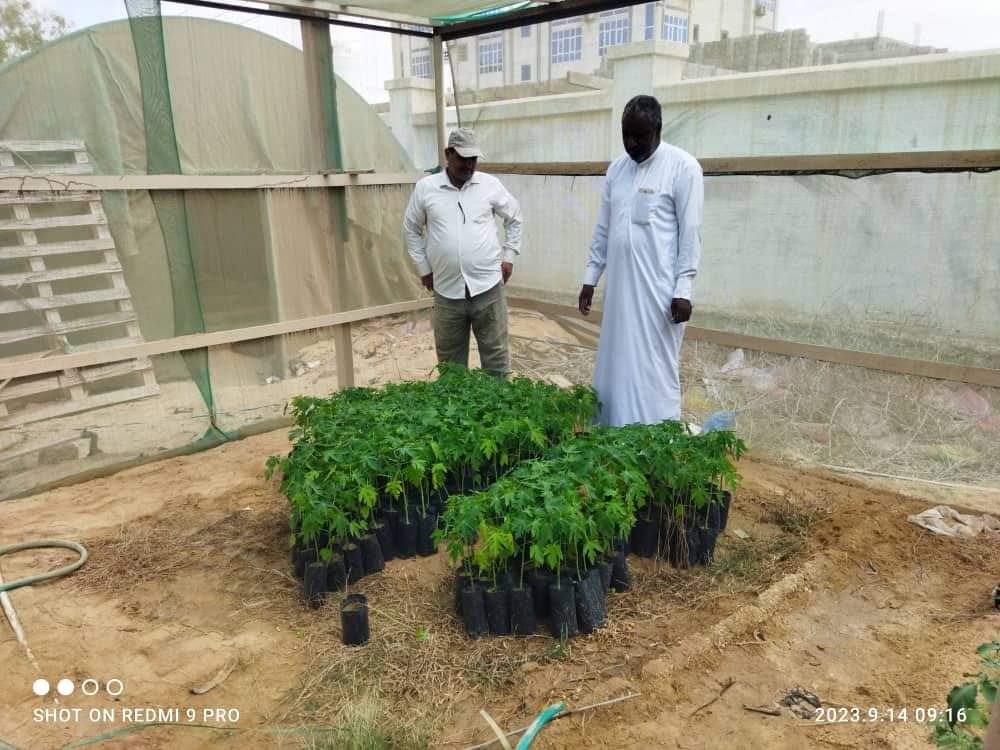 مكتب الزراعة بمديرية الغيضة يدشن توزيع شتلات باباي على المزارعين