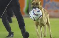 ركضوا دقيقة خلفه.. كلب يقتحم مباراة في الدوري المكسيكي (فيديو)