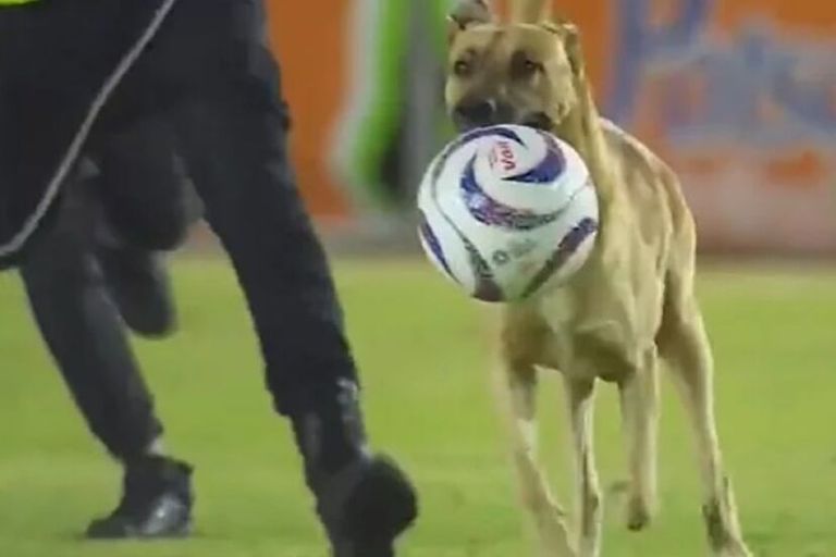 ركضوا دقيقة خلفه.. كلب يقتحم مباراة في الدوري المكسيكي (فيديو)
