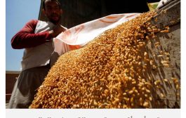 القاهرة تشتري نصف مليون طن من القمح الروسي بسعر تفضيلي