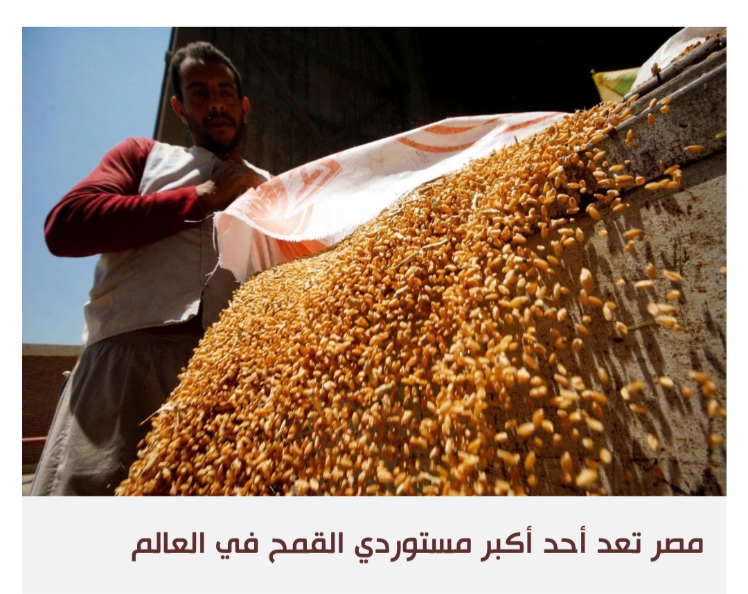 القاهرة تشتري نصف مليون طن من القمح الروسي بسعر تفضيلي