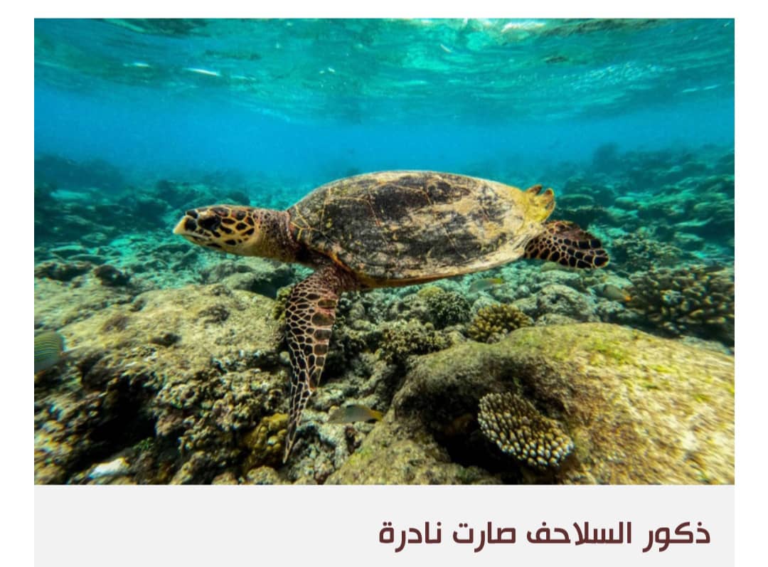 السلاحف البحرية في اليمن مهددة بالانقراض
