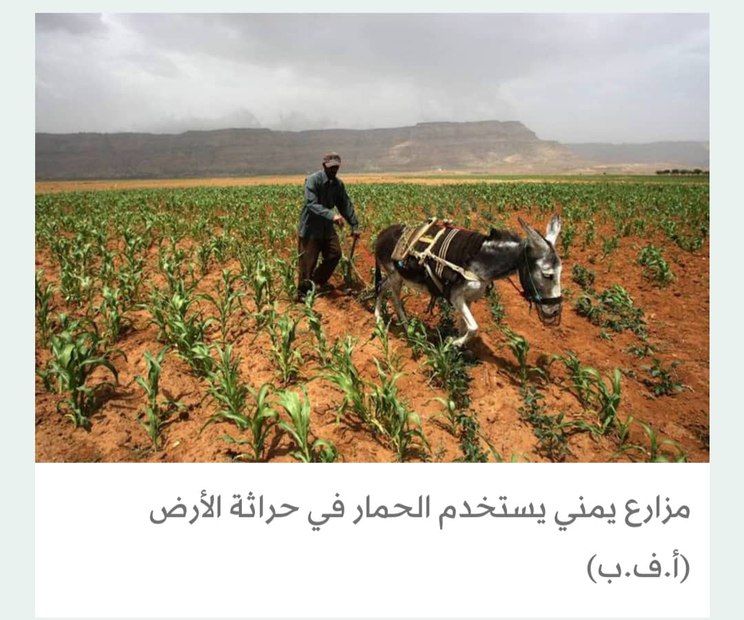 بذور ملوثة ومبيدات محظورة تفتك بالمحاصيل الزراعية في اليمن