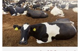 المراعي أمام قرار أميركي مصيري: كيف تعلف عشرات الآلاف من البقر؟