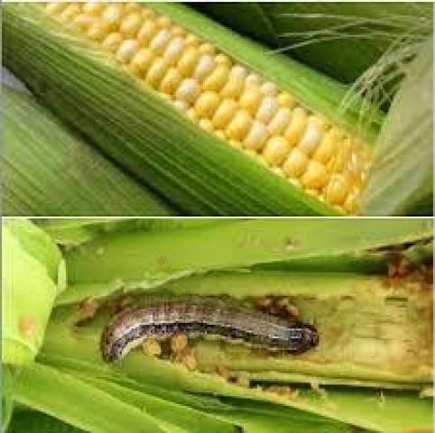 منظمة دولية تتوقع زيادة خطر الآفات الضارة بالمحاصيل الزراعية في اليمن