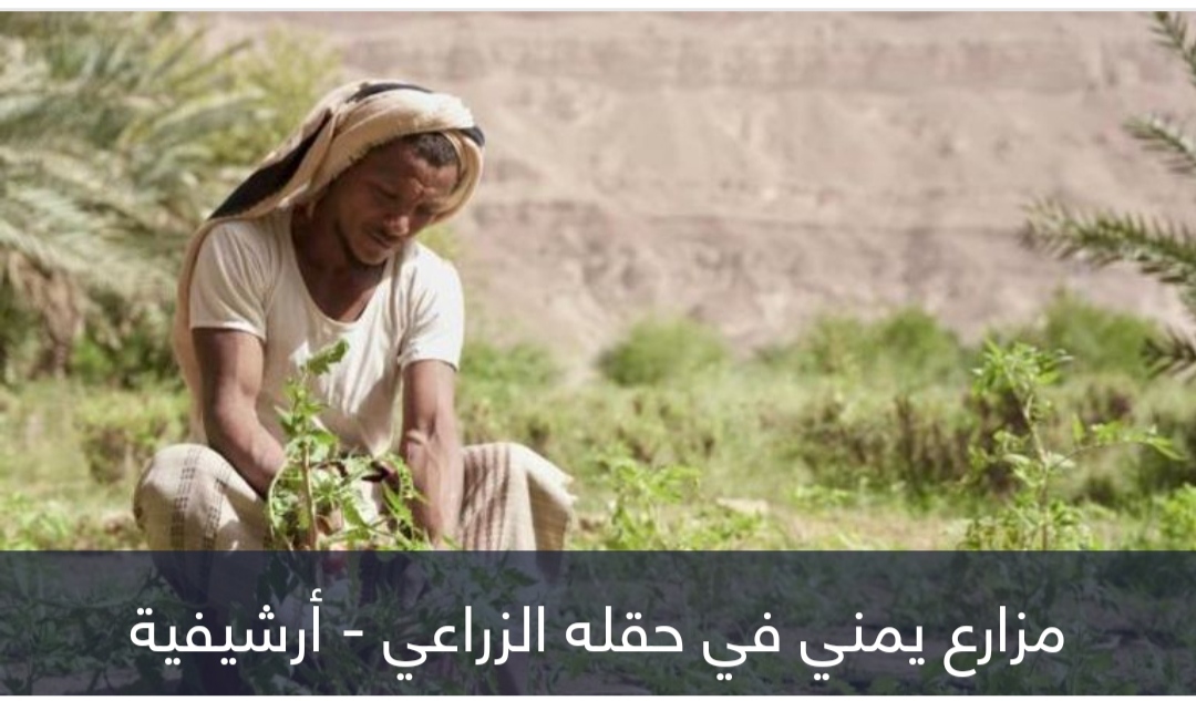 حرب جائرة.. تبعات الحوثي تلاحق غذاء مزارعي اليمن