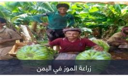 المجاعة تطرق أبواب اليمن.. الحوثيون يحاصرون المزارعين ويجرمون الموز