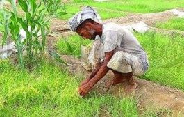 منظمة الفاو : انعدام الأمن الغذائي باليمن أعلى بين الأسر غير الزراعية