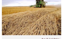 السعودية تحيي تجربة زراعة القمح محليا