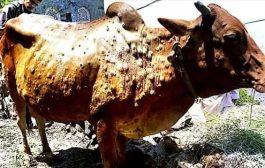 ظهور مرض جلدي في أبين يصيب الماشية والأبقار
