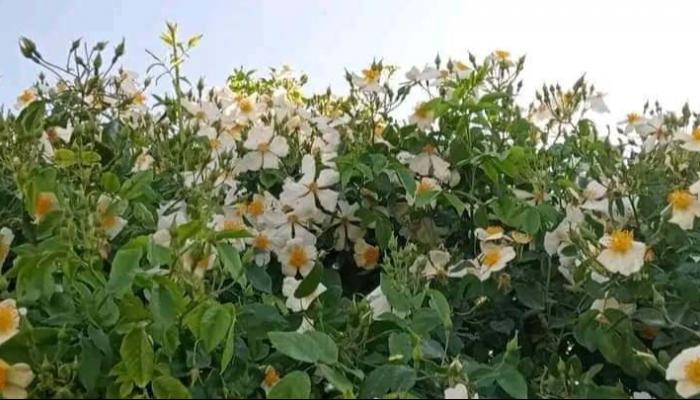 ماهو سر احتفاء تونس بزهرة «النسرين» ؟ 