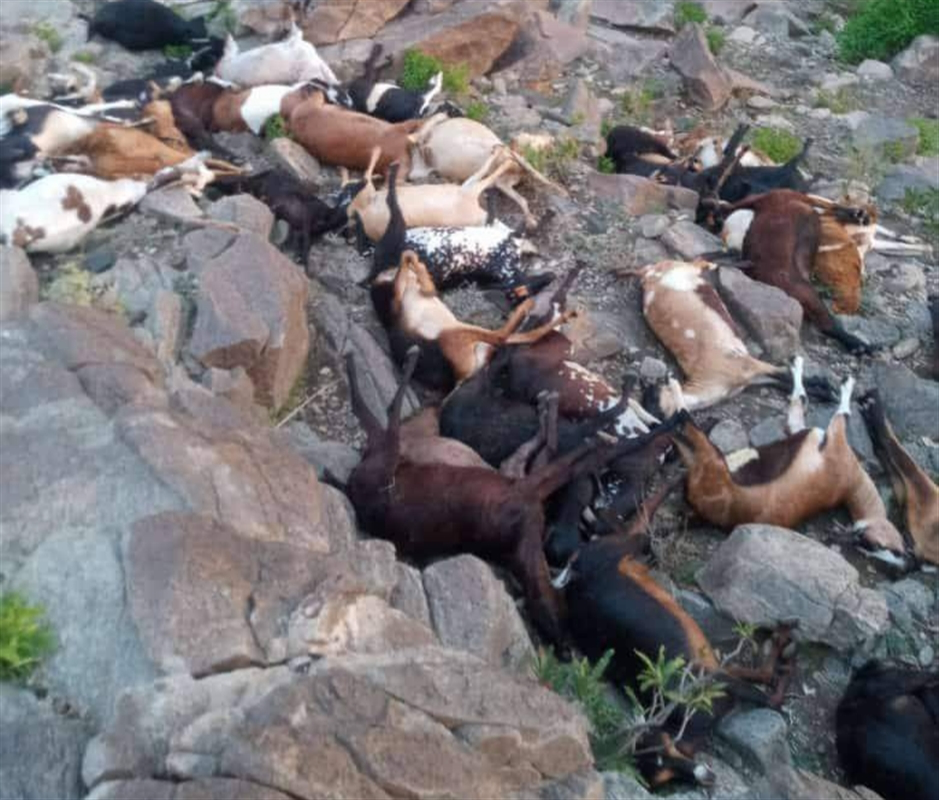 صاعقة رعدية تقضي على أكثر من 50 رأس من الأغنام في أحد المحافظات اليمنية 