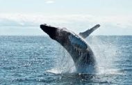 العلماء يكتشفون السر وراء أغاني الحيتان فما هو ؟