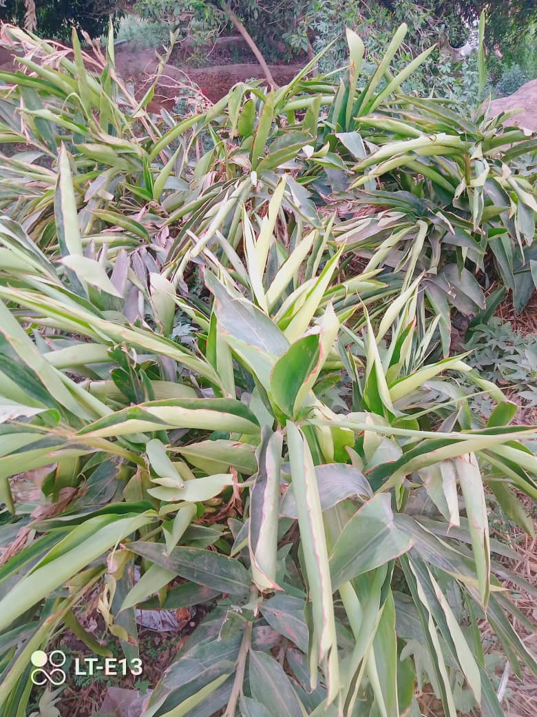 نجاح 