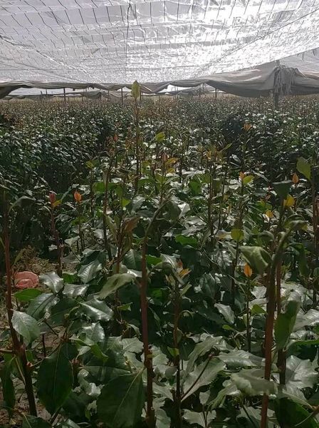 موجة صقيع شديدة تلحق أضرار كبيرة بالمحاصيل الزراعية بابين