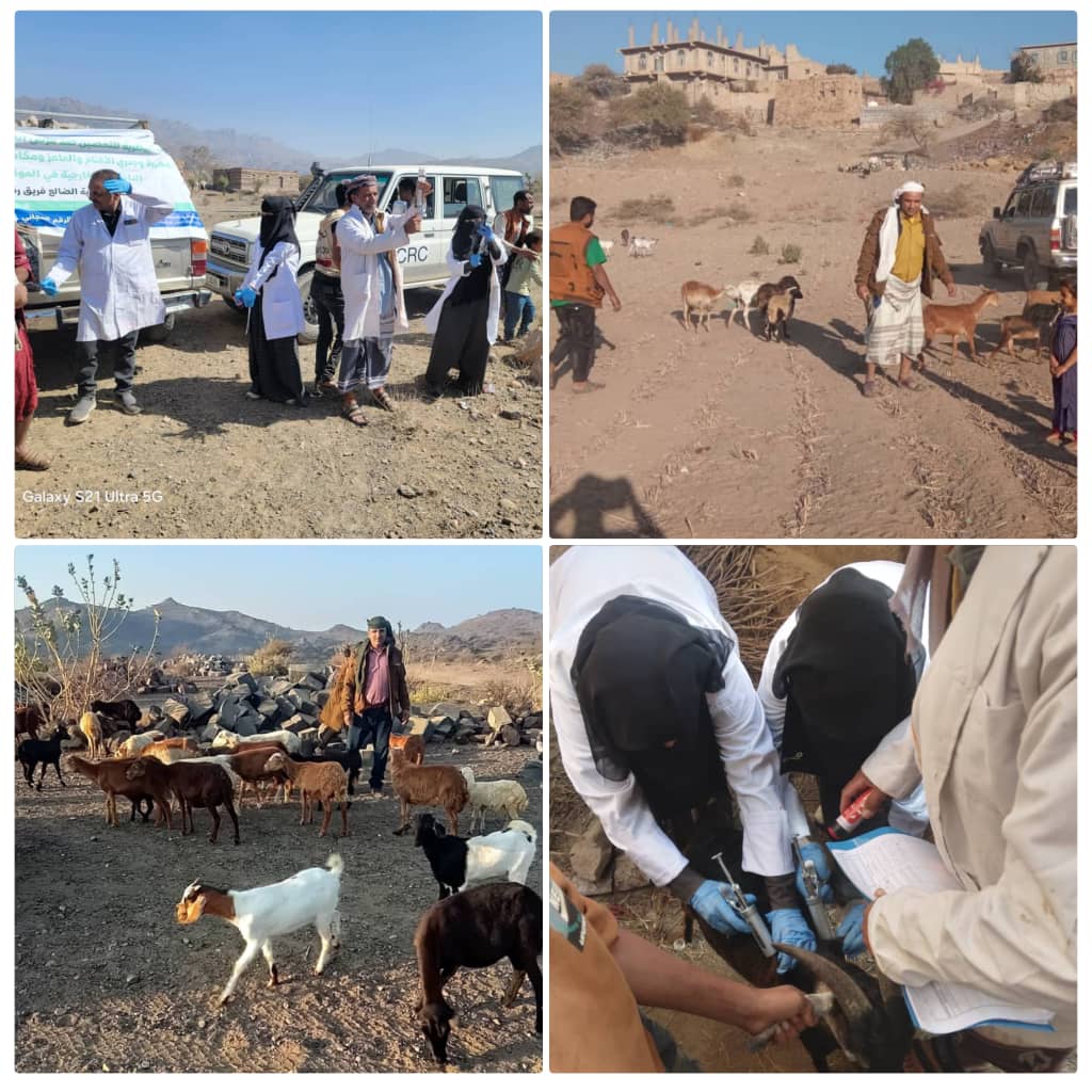 استمرار حملة تحصين الثروة الحيوانية بمديرية قعطبة بالضالع