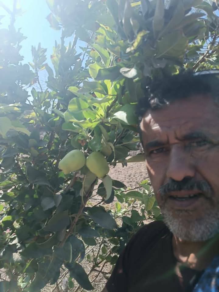 نجاح زراعة التفاح الاخضر في مديرية كرش بلحج يلفت الأنظار