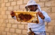 عسل اليمن في خطر.. ثالوث المناخ والحرب والمبيدات يهدد كنزا عالميا